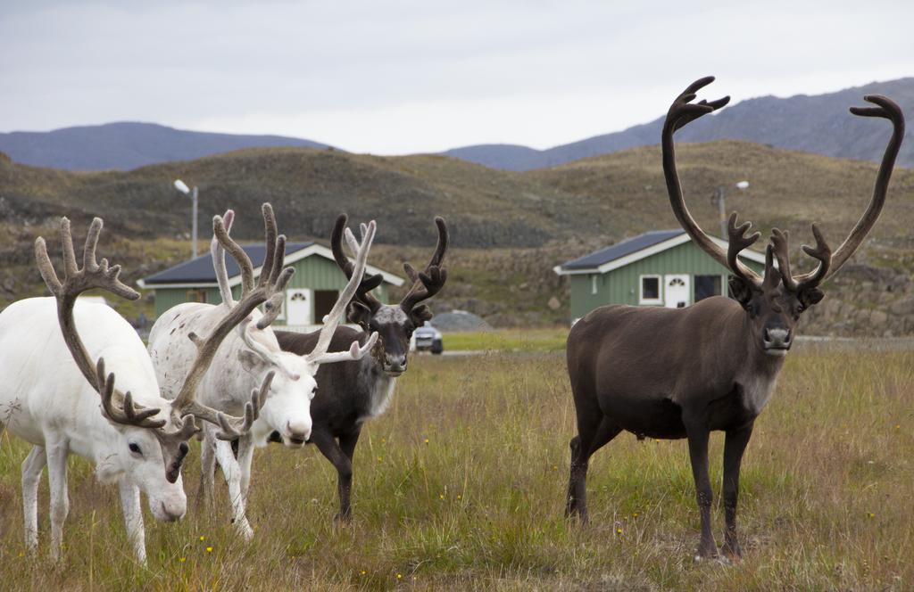 Hotel Nordkapp Camping Honningsvåg Zimmer foto