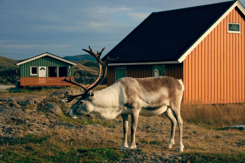 Hotel Nordkapp Camping Honningsvåg Exterior foto